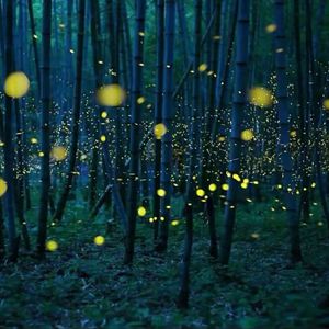 想看超清黄片视频
